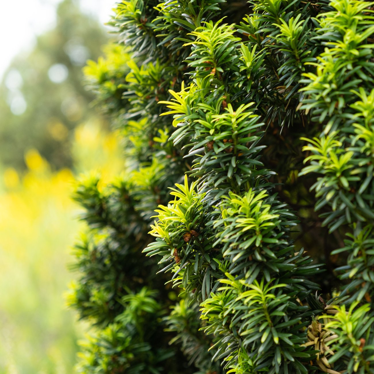 Obrázok Tis obyčajný (Taxus Baccata) ´FASTIGIATA AUREA´ - výška 120-140 cm, kont. C35L